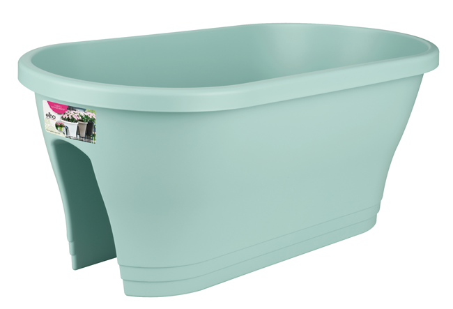 Corsica mint 60cm Corsica mint 60cm
