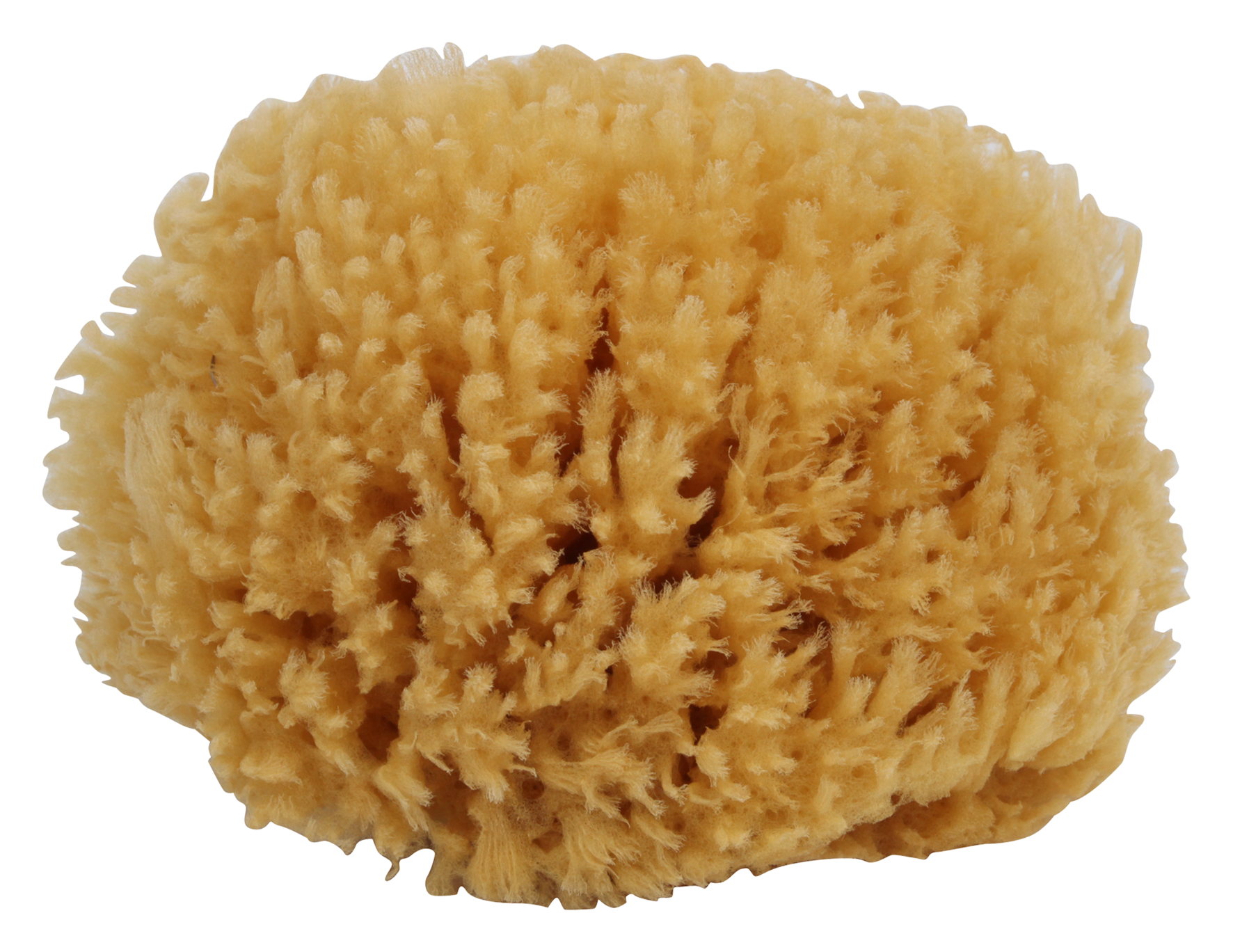 Naturschwamm
