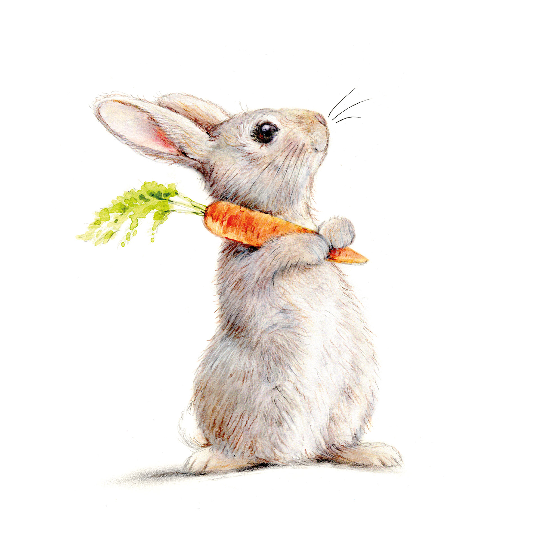 Servietten Rabbit & Carrot Servietten Rabbit & Carrot