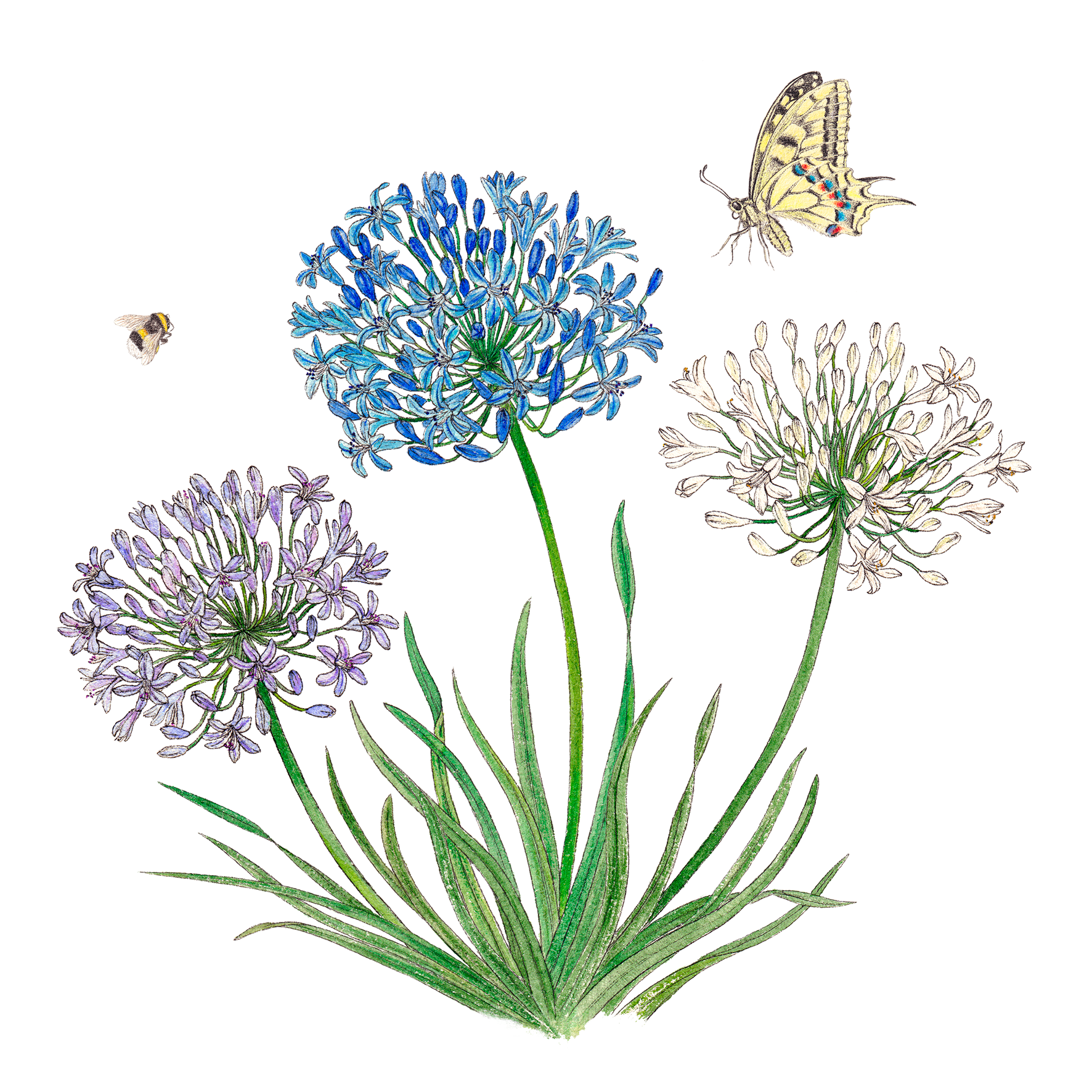 Servietten Agapanthus