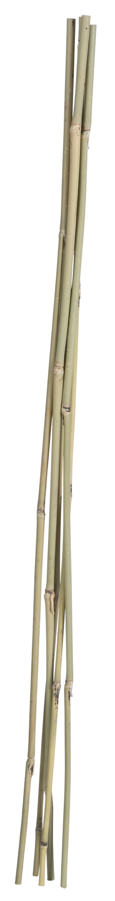 Bambusstab 250 cm 1 Stk. natur