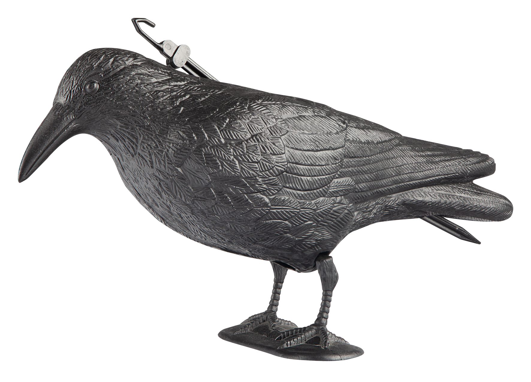 Vogelabwehr Rabe