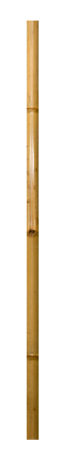 Bambus-Rohr 2m ø 10cm